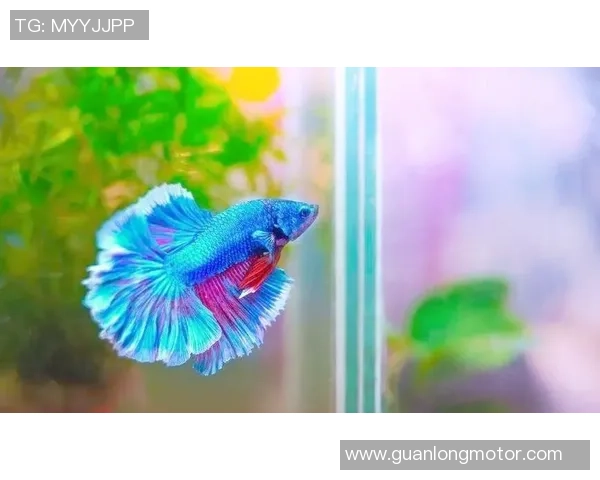 布贴足球技巧解析：从基础到进阶的全面指南